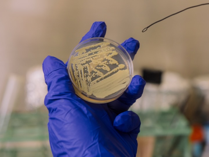 tersicoccus phoenicis in a petri dish