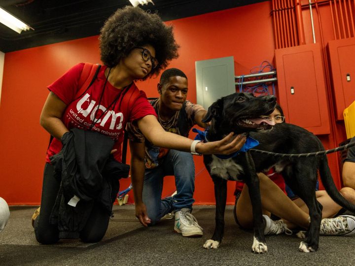unwind-with-wellness-therapy-dogs.jpg